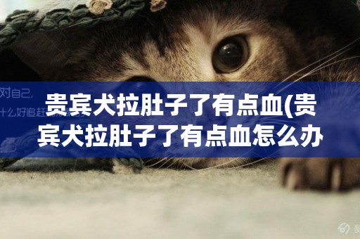 貴賓犬拉肚子了有點血(貴賓犬拉肚子了有點血怎么辦)