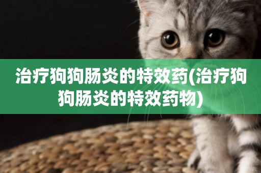 治療狗狗腸炎的特效藥(治療狗狗腸炎的特效藥物)