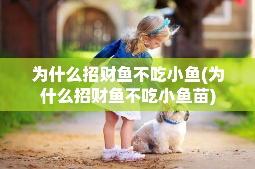 為什么招財魚不吃小魚(為什么招財魚不吃小魚苗)