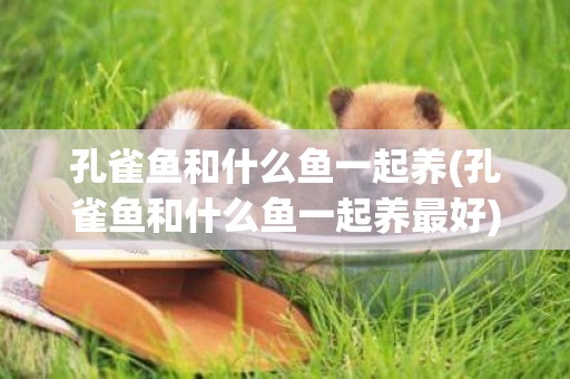 孔雀魚和什么魚一起養(孔雀魚和什么魚一起養最好)