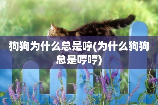 狗狗為什么總是哼(為什么狗狗總是哼哼)