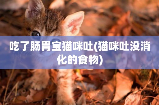 吃了腸胃寶貓咪吐(貓咪吐沒消化的食物)
