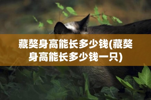 藏獒身高能長多少錢(藏獒身高能長多少錢一只)
