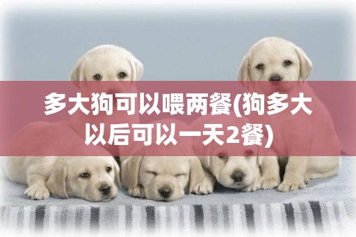 多大狗可以喂兩餐(狗多大以后可以一天2餐)