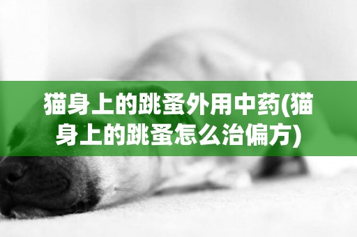 貓身上的跳蚤外用中藥(貓身上的跳蚤怎么治偏方)