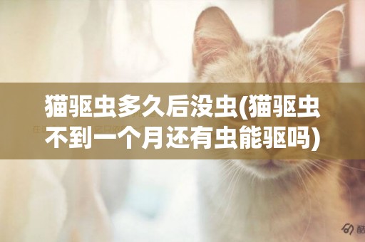 貓驅蟲多久后沒蟲(貓驅蟲不到一個月還有蟲能驅嗎)