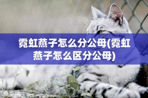 霓虹燕子怎么分公母(霓虹燕子怎么區分公母)