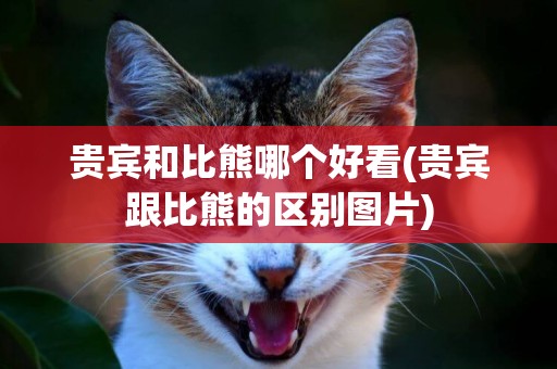 貴賓和比熊哪個好看(貴賓跟比熊的區別圖片)