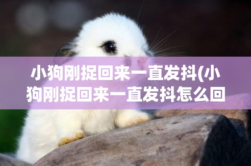 小狗剛捉回來一直發抖(小狗剛捉回來一直發抖怎么回事)