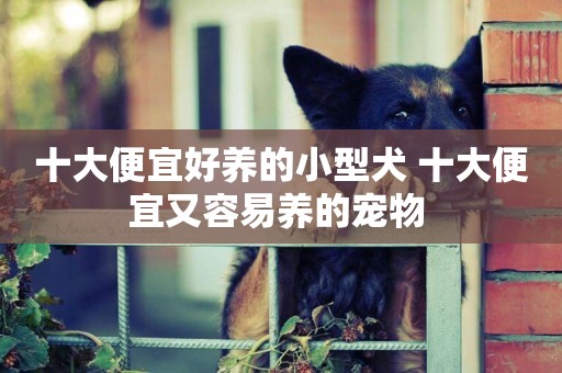 十大便宜好養的小型犬 十大便宜又容易養的寵物 