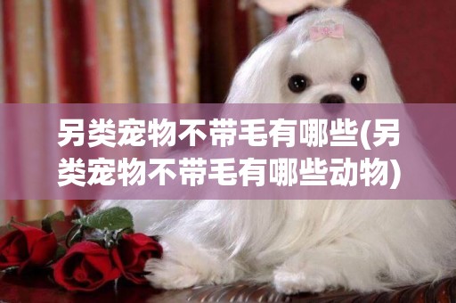 另類寵物不帶毛有哪些(另類寵物不帶毛有哪些動物)