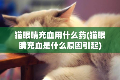 貓眼睛充血用什么藥(貓眼睛充血是什么原因引起)