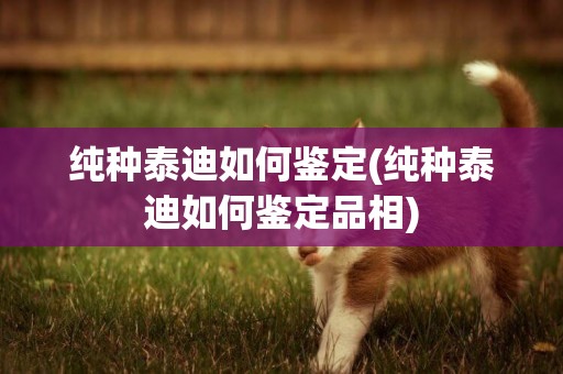 純種泰迪如何鑒定(純種泰迪如何鑒定品相)