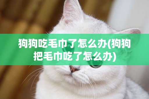 狗狗吃毛巾了怎么辦(狗狗把毛巾吃了怎么辦)