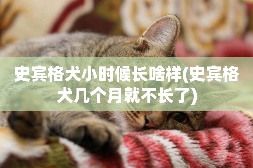 史賓格犬小時候長啥樣(史賓格犬幾個月就不長了)