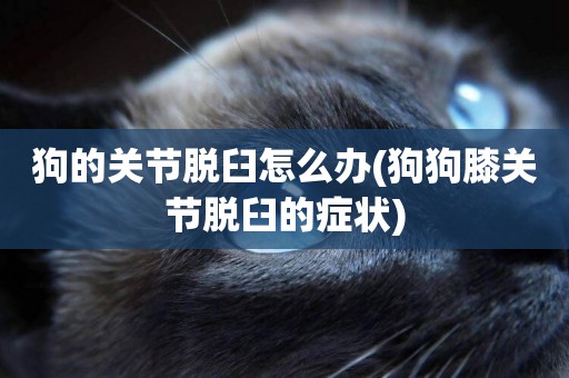 狗的關節脫臼怎么辦(狗狗膝關節脫臼的癥狀)