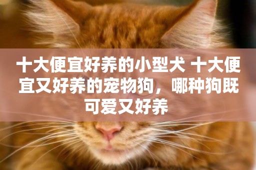 十大便宜好養的小型犬 十大便宜又好養的寵物狗，哪種狗既可愛又好養 