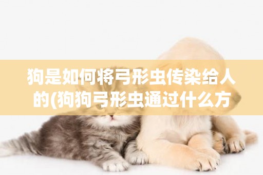 狗是如何將弓形蟲傳染給人的(狗狗弓形蟲通過什么方式傳染給主人)
