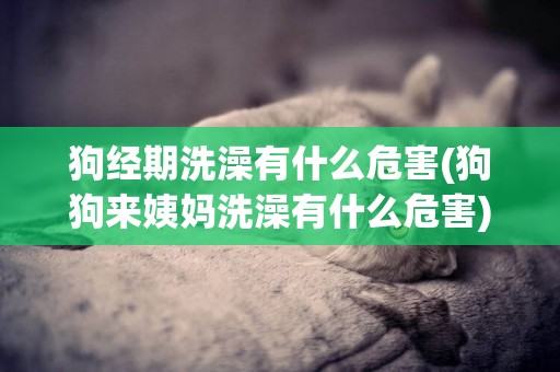 狗經期洗澡有什么危害(狗狗來姨媽洗澡有什么危害)