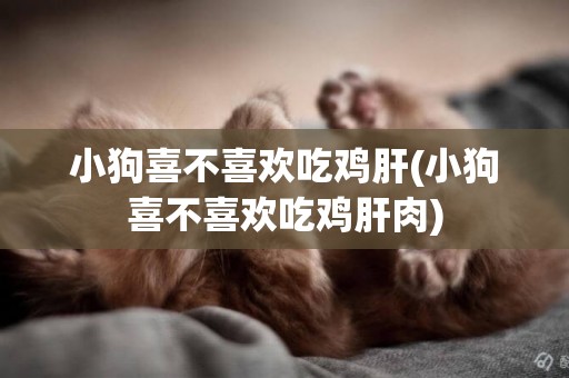 小狗喜不喜歡吃雞肝(小狗喜不喜歡吃雞肝肉)