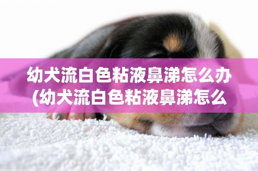 幼犬流白色粘液鼻涕怎么辦(幼犬流白色粘液鼻涕怎么辦用什么藥)