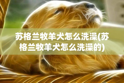 蘇格蘭牧羊犬怎么洗澡(蘇格蘭牧羊犬怎么洗澡的)