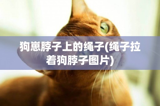 狗崽脖子上的繩子(繩子拉著狗脖子圖片)