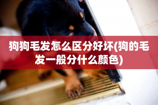 狗狗毛發怎么區分好壞(狗的毛發一般分什么顏色)