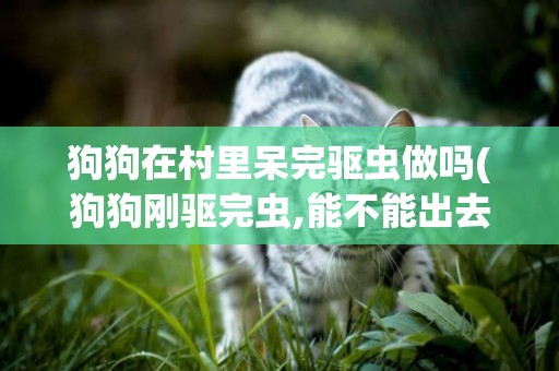 狗狗在村里呆完驅蟲做嗎(狗狗剛驅完蟲,能不能出去)