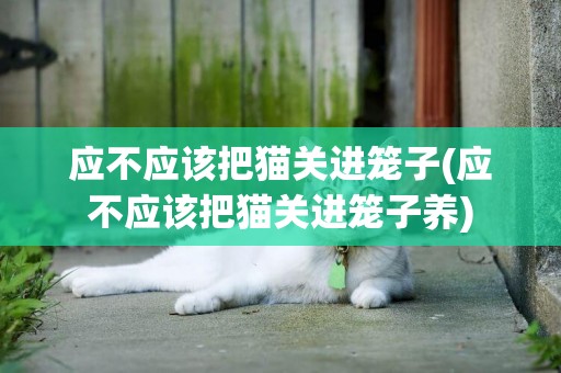 應不應該把貓關進籠子(應不應該把貓關進籠子養)