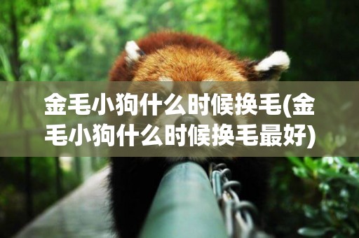 金毛小狗什么時候換毛(金毛小狗什么時候換毛最好)
