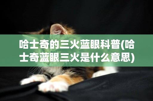 哈士奇的三火藍眼科普(哈士奇藍眼三火是什么意思)