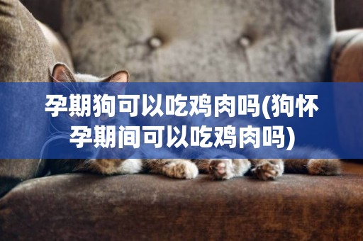 孕期狗可以吃雞肉嗎(狗懷孕期間可以吃雞肉嗎)