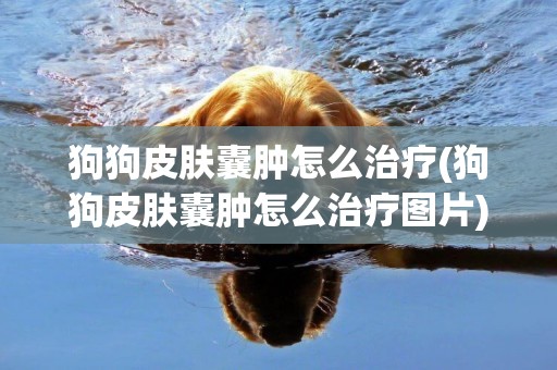 狗狗皮膚囊腫怎么治療(狗狗皮膚囊腫怎么治療圖片)
