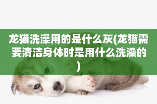 龍貓洗澡用的是什么灰(龍貓需要清潔身體時是用什么洗澡的)