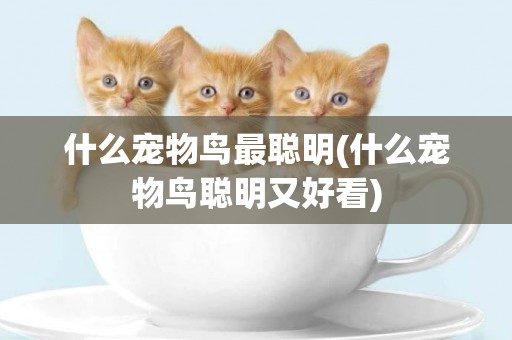 什么寵物鳥最聰明(什么寵物鳥聰明又好看)