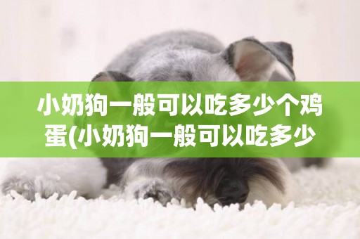 小奶狗一般可以吃多少個雞蛋(小奶狗一般可以吃多少個雞蛋清)