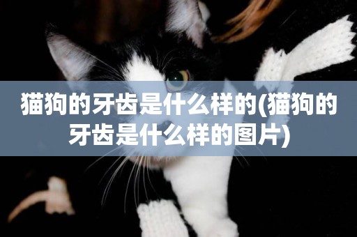 貓狗的牙齒是什么樣的(貓狗的牙齒是什么樣的圖片)