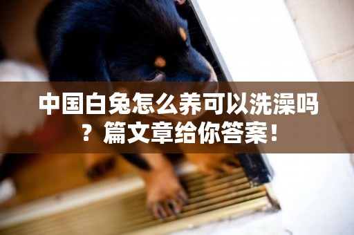 中國白兔怎么養可以洗澡嗎？篇文章給你答案！