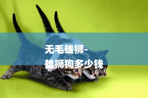 無毛雄獅-
雄獅狗多少錢