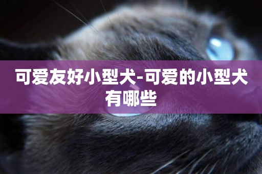 可愛友好小型犬-可愛的小型犬有哪些