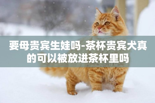 要母貴賓生娃嗎-茶杯貴賓犬真的可以被放進茶杯里嗎