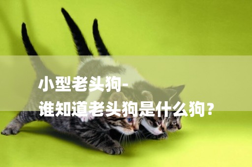 小型老頭狗-
誰知道老頭狗是什么狗？