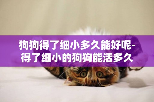 狗狗得了細小多久能好呢-得了細小的狗狗能活多久