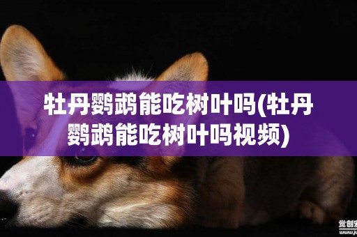 牡丹鸚鵡能吃樹葉嗎(牡丹鸚鵡能吃樹葉嗎視頻)