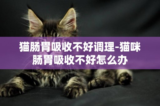 貓腸胃吸收不好調理-貓咪腸胃吸收不好怎么辦