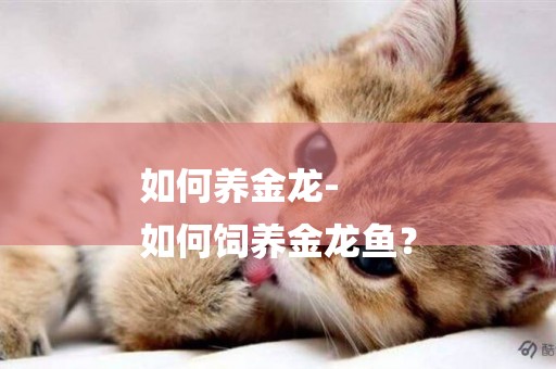 如何養金龍-
如何飼養金龍魚？