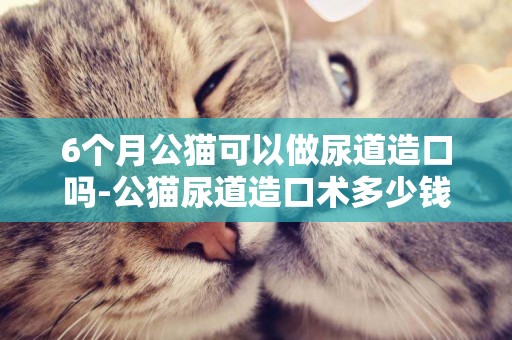 6個月公貓可以做尿道造口嗎-公貓尿道造口術多少錢