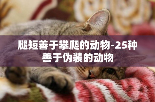 腿短善于攀爬的動物-25種善于偽裝的動物