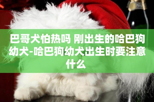 巴哥犬怕熱嗎 剛出生的哈巴狗幼犬-哈巴狗幼犬出生時要注意什么 